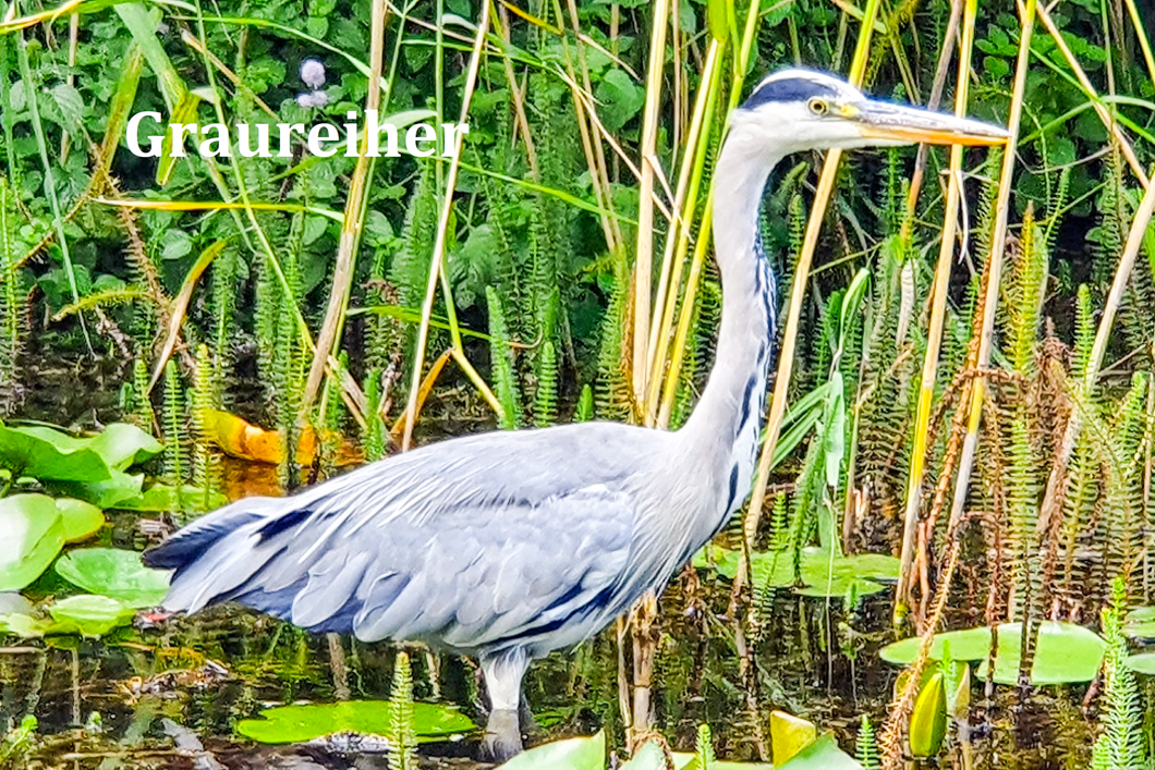 kein Foto vorhanden