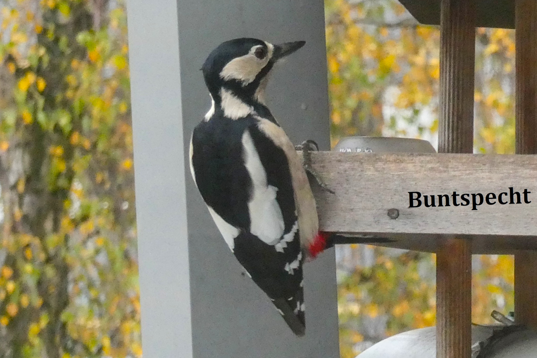 kein Foto vorhanden